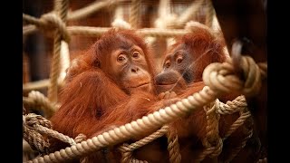 NIEUW! Orangoetans in ZOO Planckendael