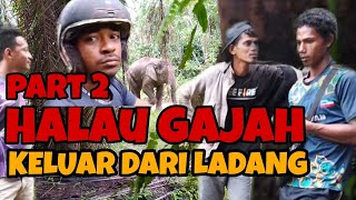 GAJAH MASUK KAWASAN LADANG DAN CARA MENGELUARKANNYA