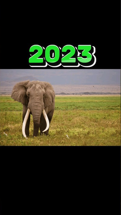 Elephant 🐘 2023 vs 5000 bce| Mammoth  #shorts #mamoth  #video