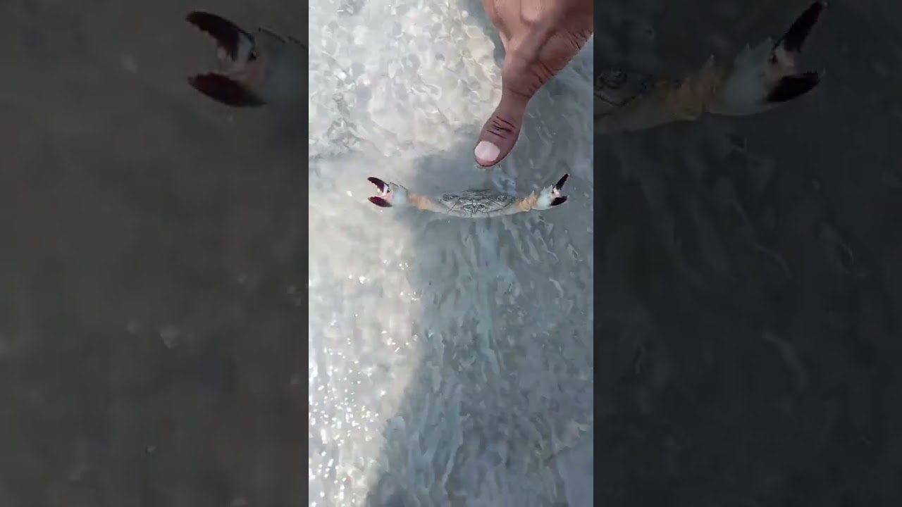 Small mud crab (Scylla olivacea) on a defensive stance