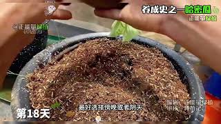 盆栽哈密瓜一棵苗结5个瓜！你敢信？ #家庭种植  #水果