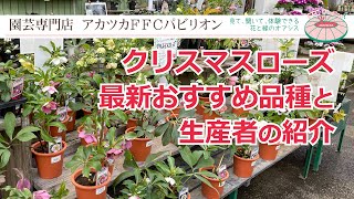 クリスマスローズおすすめ最新品種･生産者のご紹介【園芸専門店アカツカFFCパビリオン】