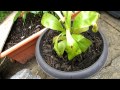 Cuidado de plantas carnivoras