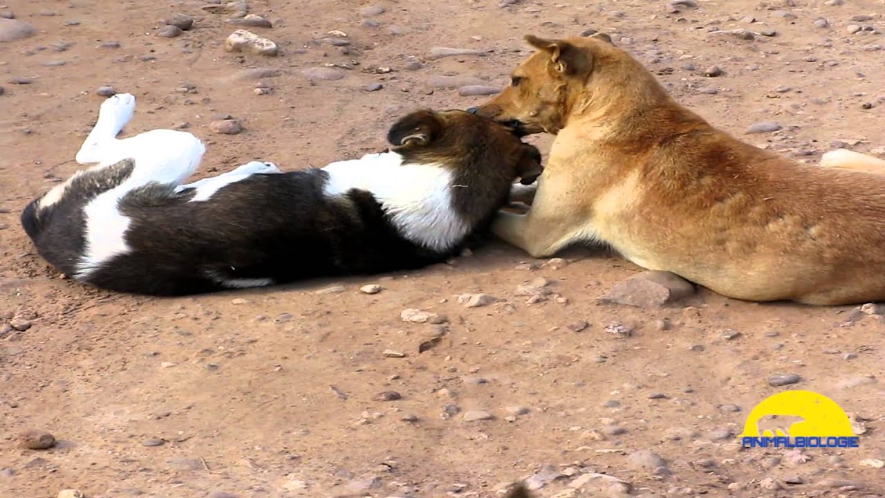 Dogs Lunch Time Loses Love Loses Fulfilled YouTube dogs-lunch-time-loses-love-loses-fulfilled-youtube