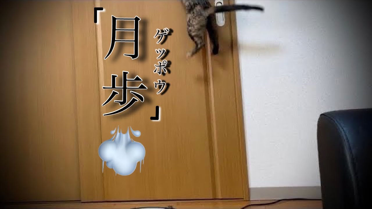 六式 ガチ 月歩 ゲッポウ Cat One Piece Youtube