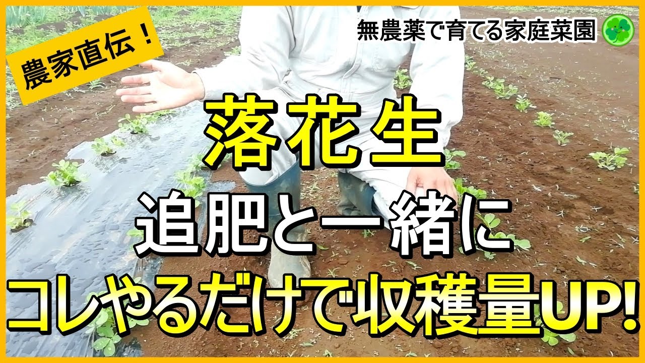 【落花生栽培】白絹病予防と収穫量アップはこれで決まり！追肥・土寄せのコツ【有機農家直伝！無農薬で育てる家庭菜園】　24/6/13