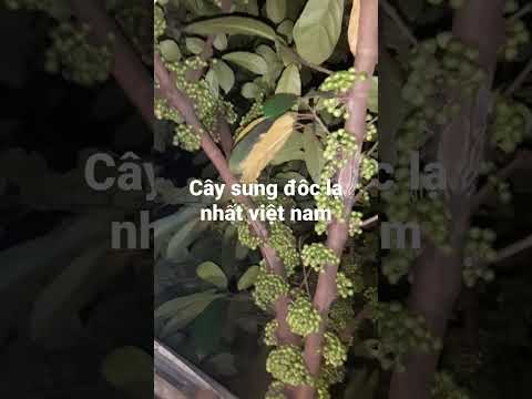 Video cây sung đẹp độc nhất việt nam - youtube