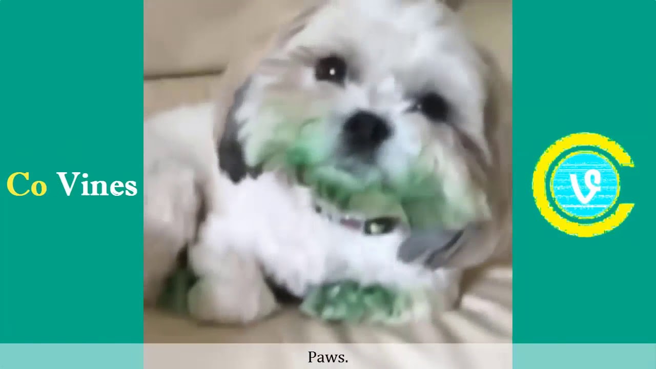 Pet Pals S1E14   basketball   funny animals animations kids cartoon  51