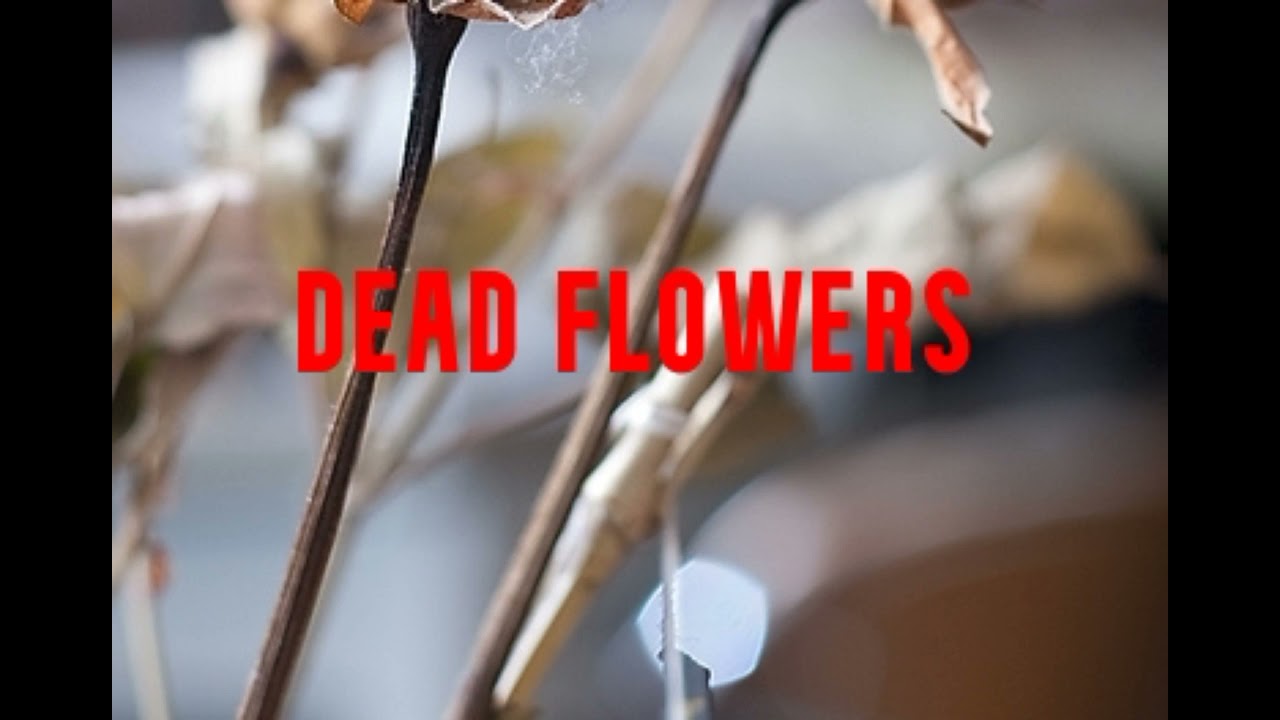 Dead Flowers Rolling Stones YouTube
