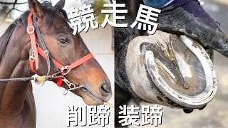 装蹄　幼駒から競走馬　非売品 hqdefault.jpg