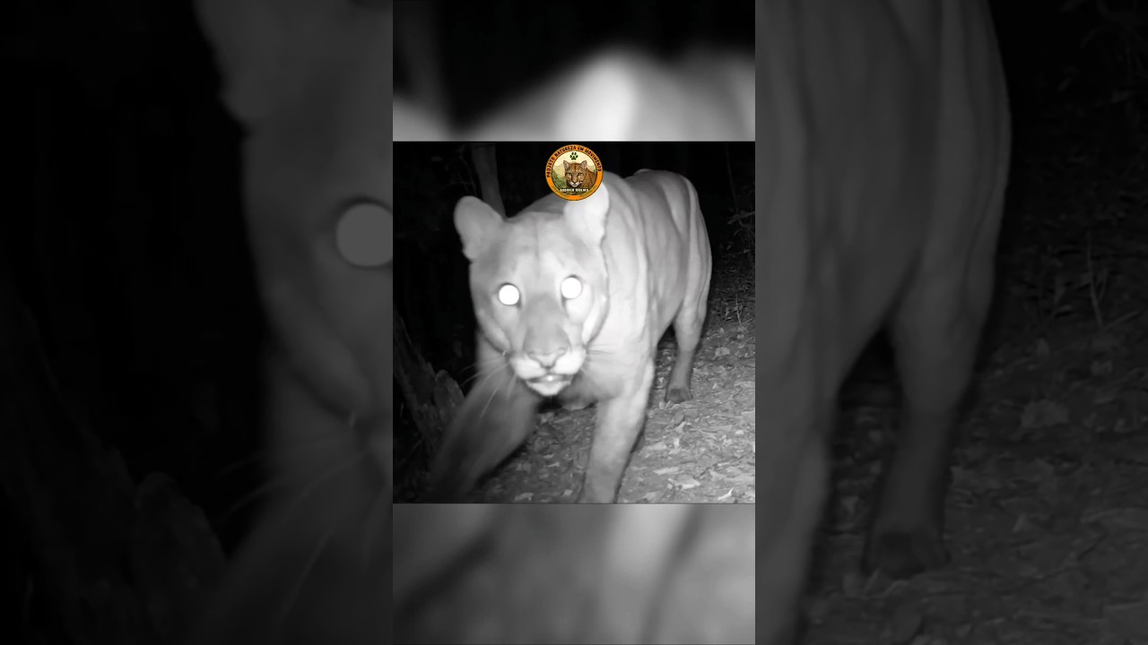 O que as câmeras escondidas na mata conseguem ver? #Animals #Natureza #Nature #Camera