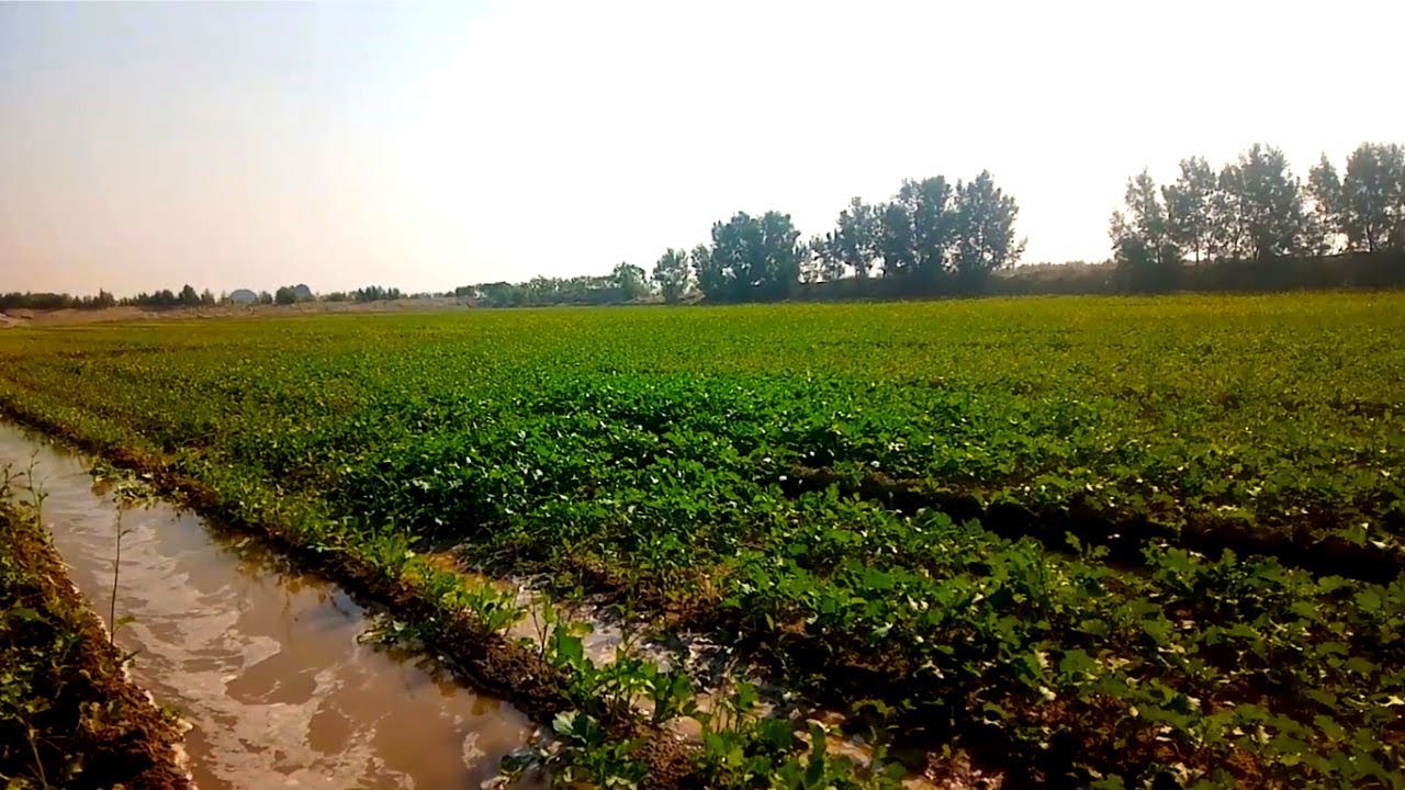 canola-ko-phela-pani-kab-lagana-chai-vlog-mangha-mazdoor-in-canola