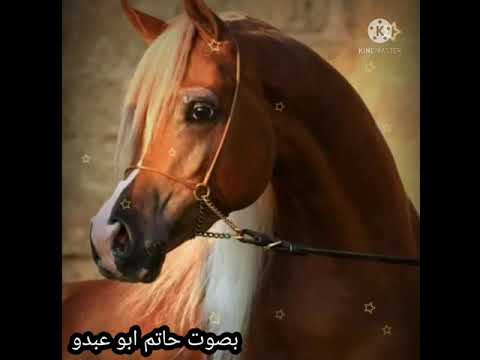 الحمصي ابو عبدو