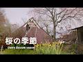 築160年古民家の暮らし|桜の季節がやってきました|お花見弁当|桜の塩漬け