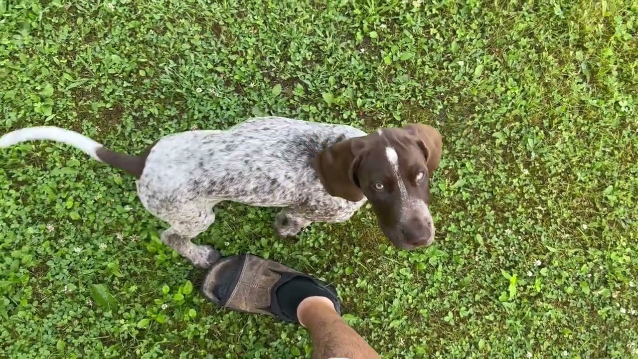 DUXI German Shorthaired Pointer, 10 weeks old.