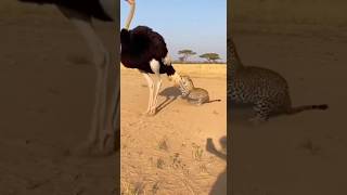 An ostrich vs leopard encounter is intense—and surprisingly, the ostrich can be very dangerous.