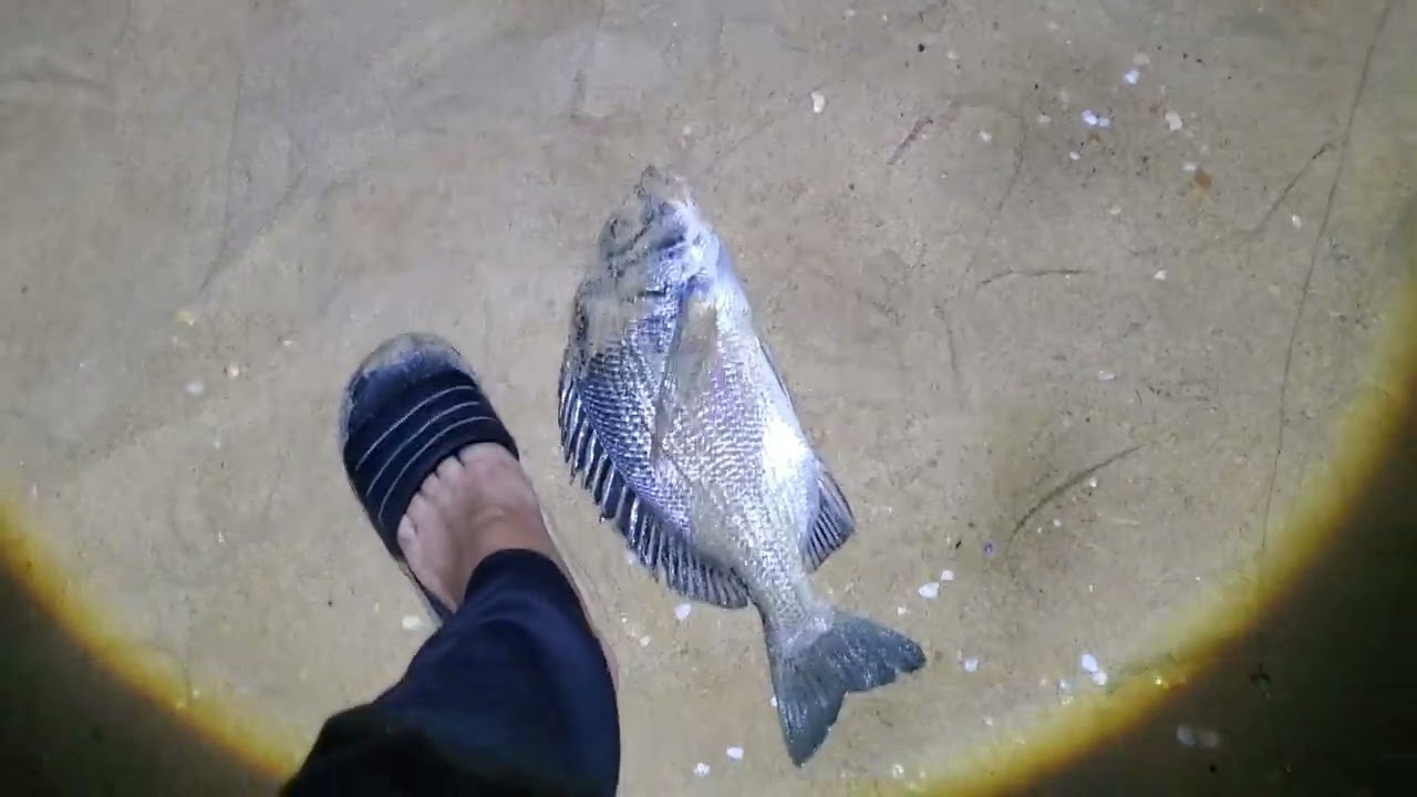 Ngày Đi Câu Bạt Bãi Trúng Ngày Cá Hanh Lớn Cùng Nhiều Loại Cá Vặt Ngay Đêm Đẹp Trời