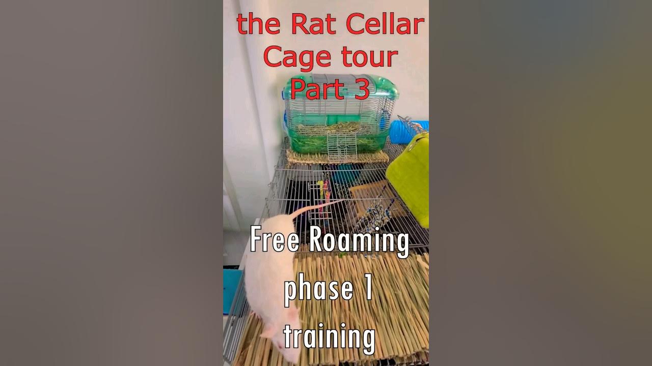 the rat cellar cage tour part 3 free roam training phase 1 petrat