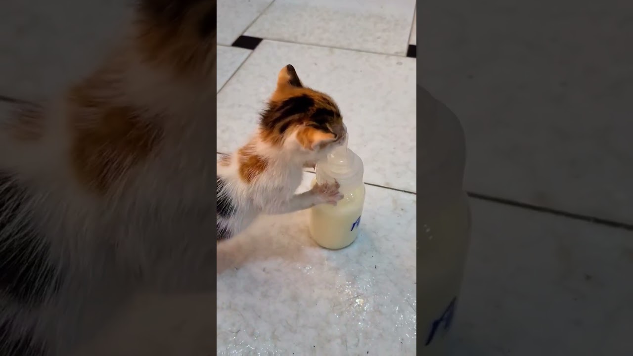 Milk FAIL 😂