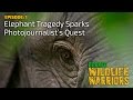 Elephant Tragedy Sparks Photojournalist's Quest [4K] | Borneo Wildlife Warriors (S01E01) | SZtv