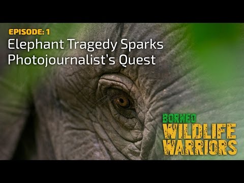 Elephant Tragedy Sparks Photojournalist's Quest [4K] | Borneo Wildlife Warriors (S01E01) | SZtv