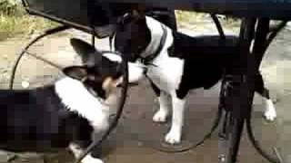 Lula And Meg Playing