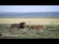 Kaka , Fig Tree pride, Maasai Mara lions mating , “Chasing Tail”