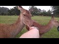 Feeding Deer, Longleat