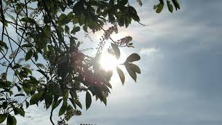 Bird cherry - leaves & flowers in the sun - May 2026