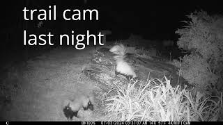 Skunks on the rock