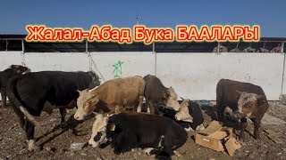 картинка: 11.10.2025 УЙ, ТОРПОК, БУКА, СААН УЙЛАР БААЛАРЫ