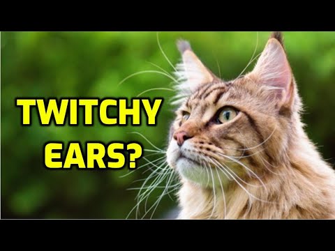 Video: Why Do Cats Have Pockets On Their Ears?