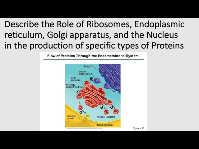 Endoplasmic Reticulum Golgi Body And Ribosome 9th Class Life