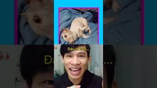 khanhtrungsi | Con vật trên hình là...