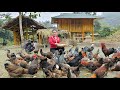 Harvesting guava fruit gardens to the market to sell  animal care  trieu mai huong