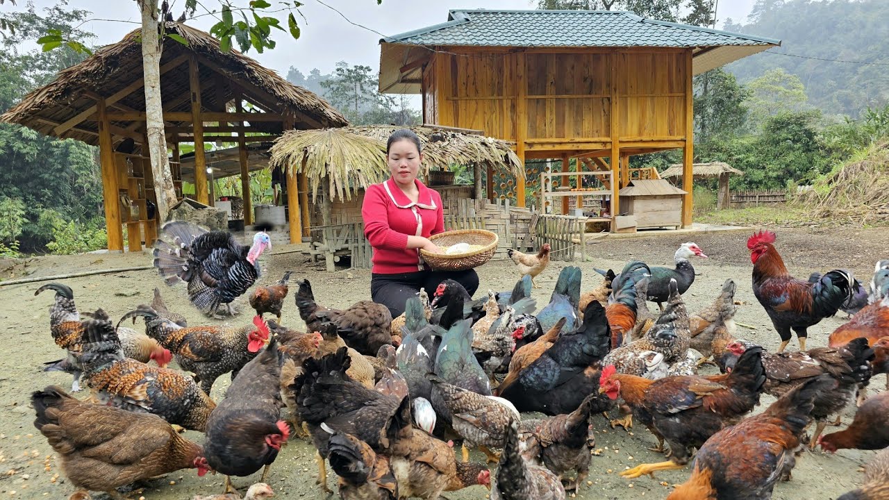 Harvesting Guava fruit gardens to the market to sell - Animal care | Trieu Mai Huong