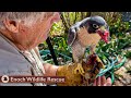 Mukbang With Kate the Peregrine Falcon