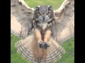 Eurasian eagle owl  slow motion