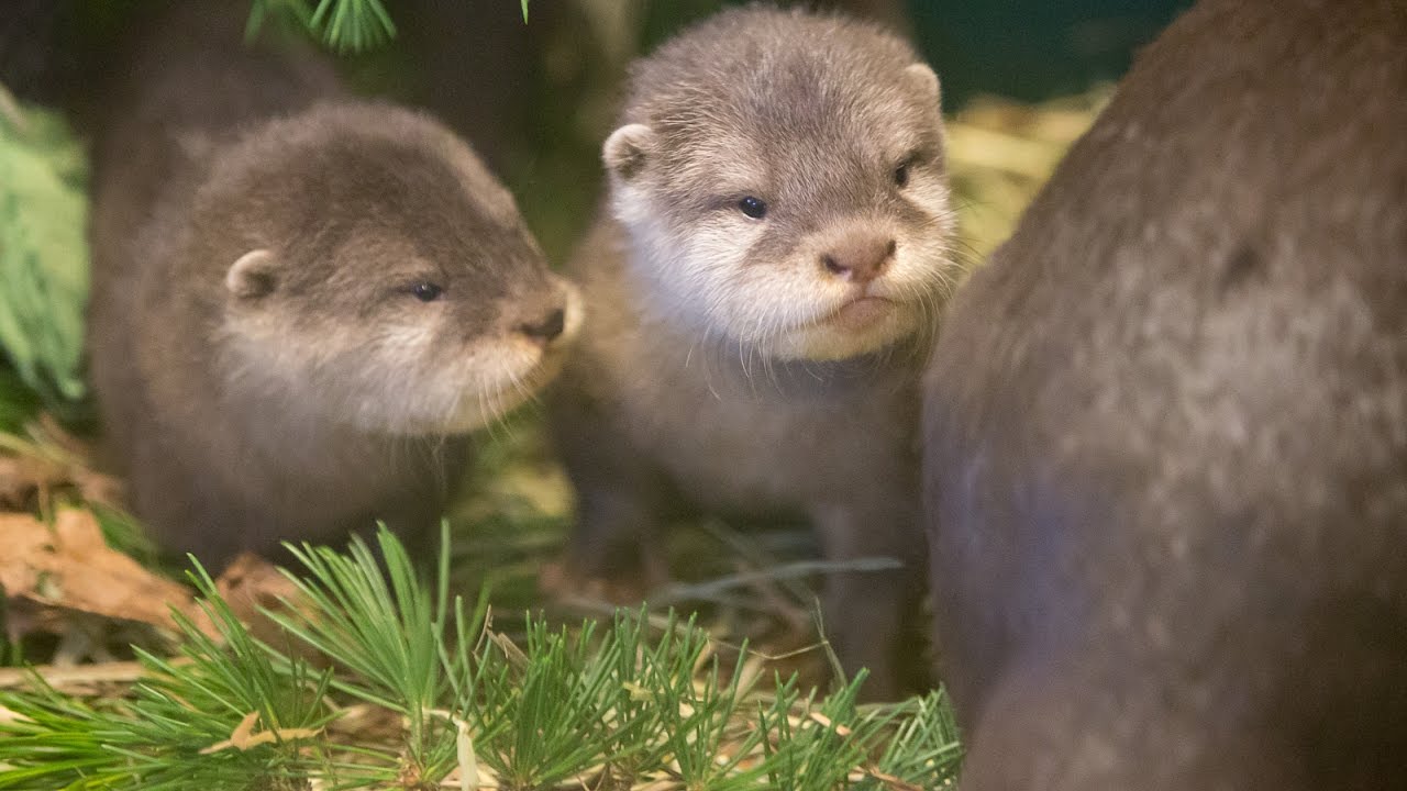 Newborn Otter Pups newborn-otter-pups