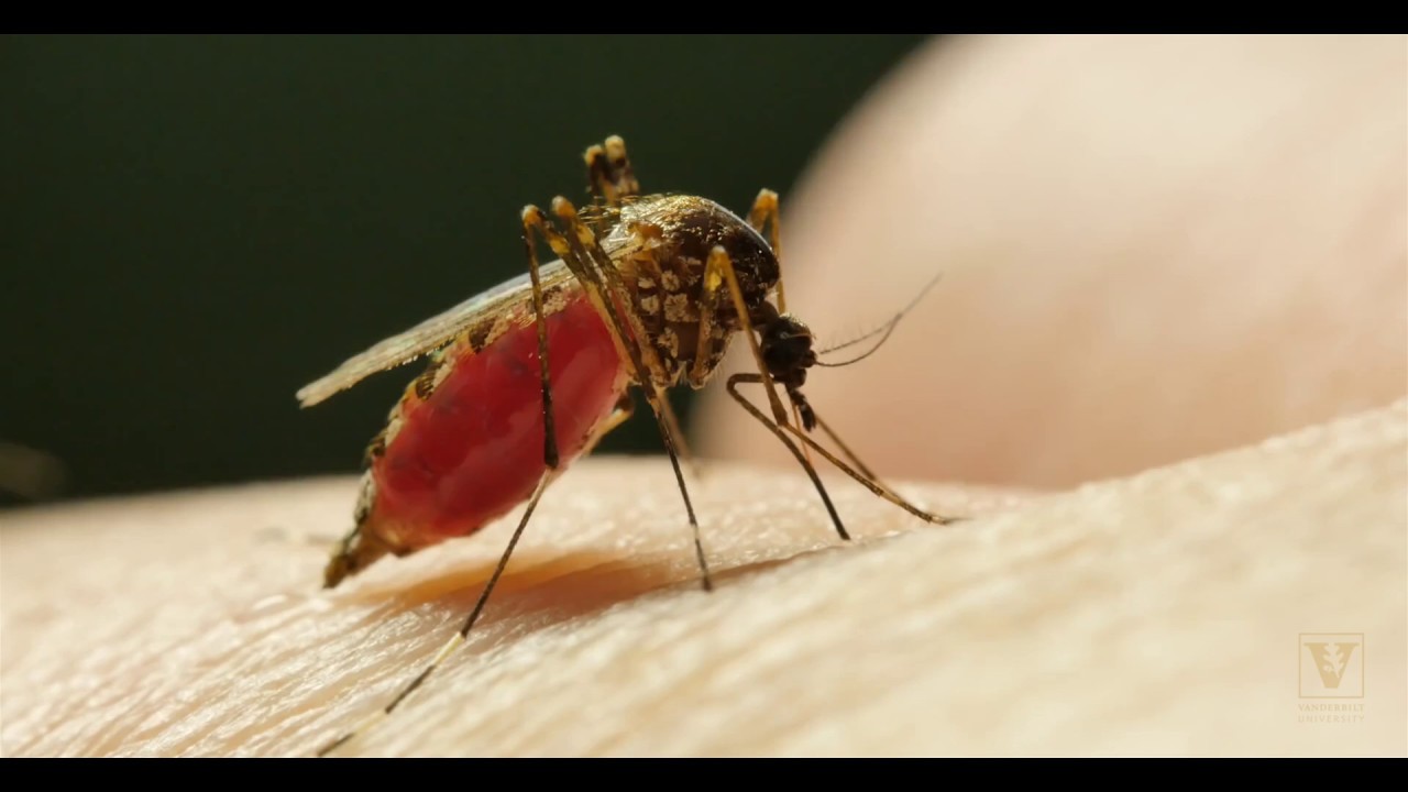 Could toxic fungus be the key in fighting malaria?