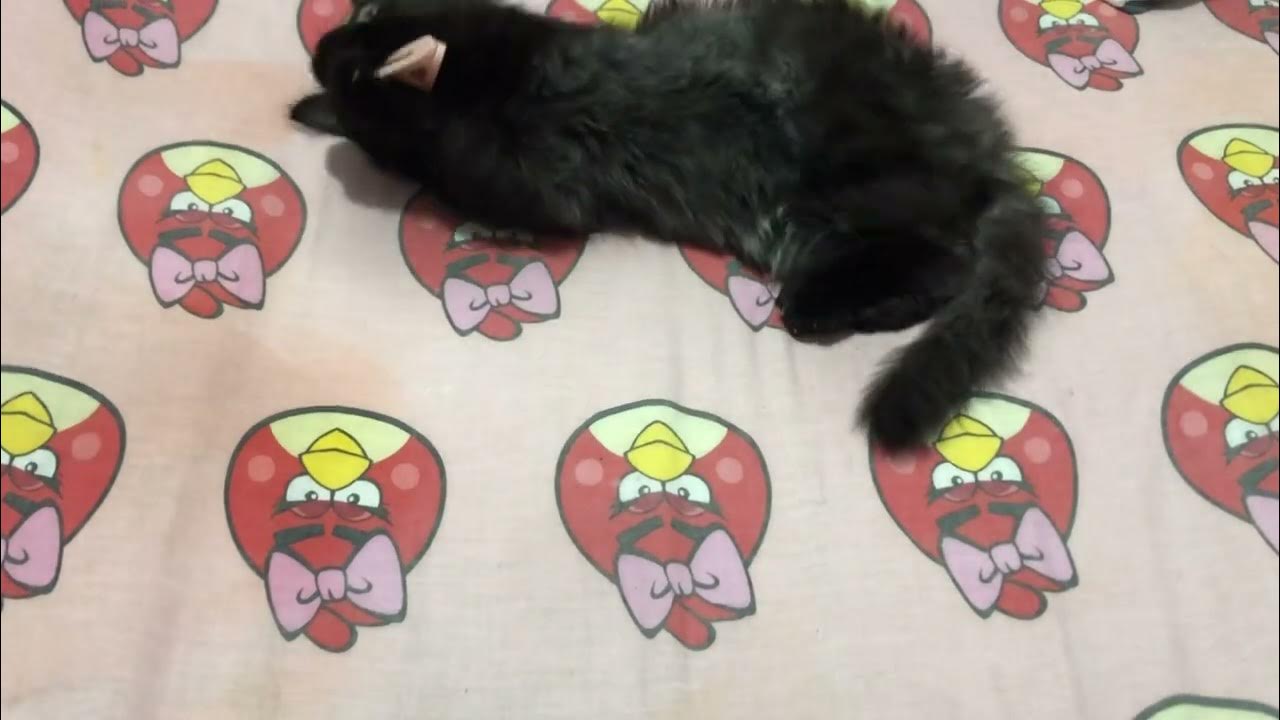 What Toys Do Cats Love cats shorts YouTube what-toys-do-cats-love-9-youtube