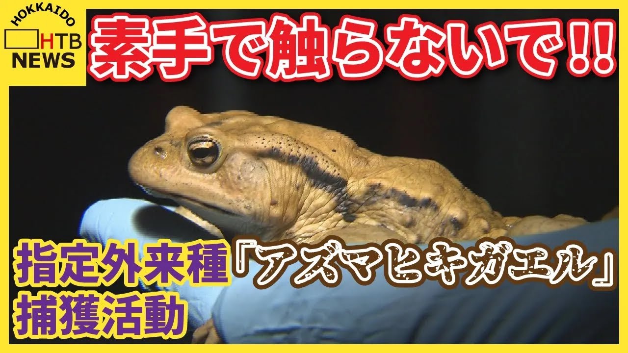 見つけても触らないで！旭川市 指定外来種「アズマヒキガエル」産卵期 