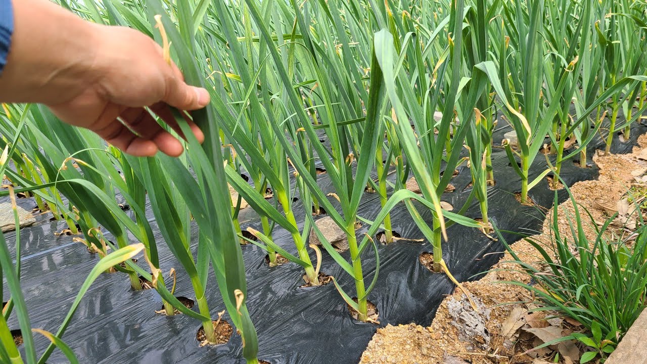 마늘 추비 후 마늘 작황. 마늘 수확시기는 언제? Garlic farming YouTube