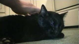 Talking Kitty Cat 6 - Getting Along Talking Kitty Cat 6 - Getting Along