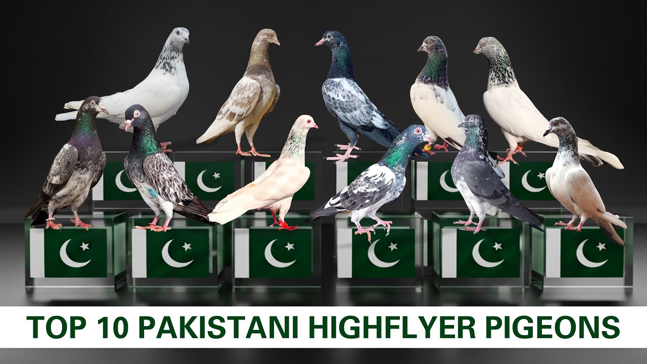 Top 10 Pakistani Highflyer Pigeon | Record Flying Hours | Climate Tolerance
