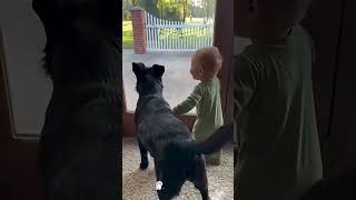 Children playing with dogs #dog #pet #children #growup #happy