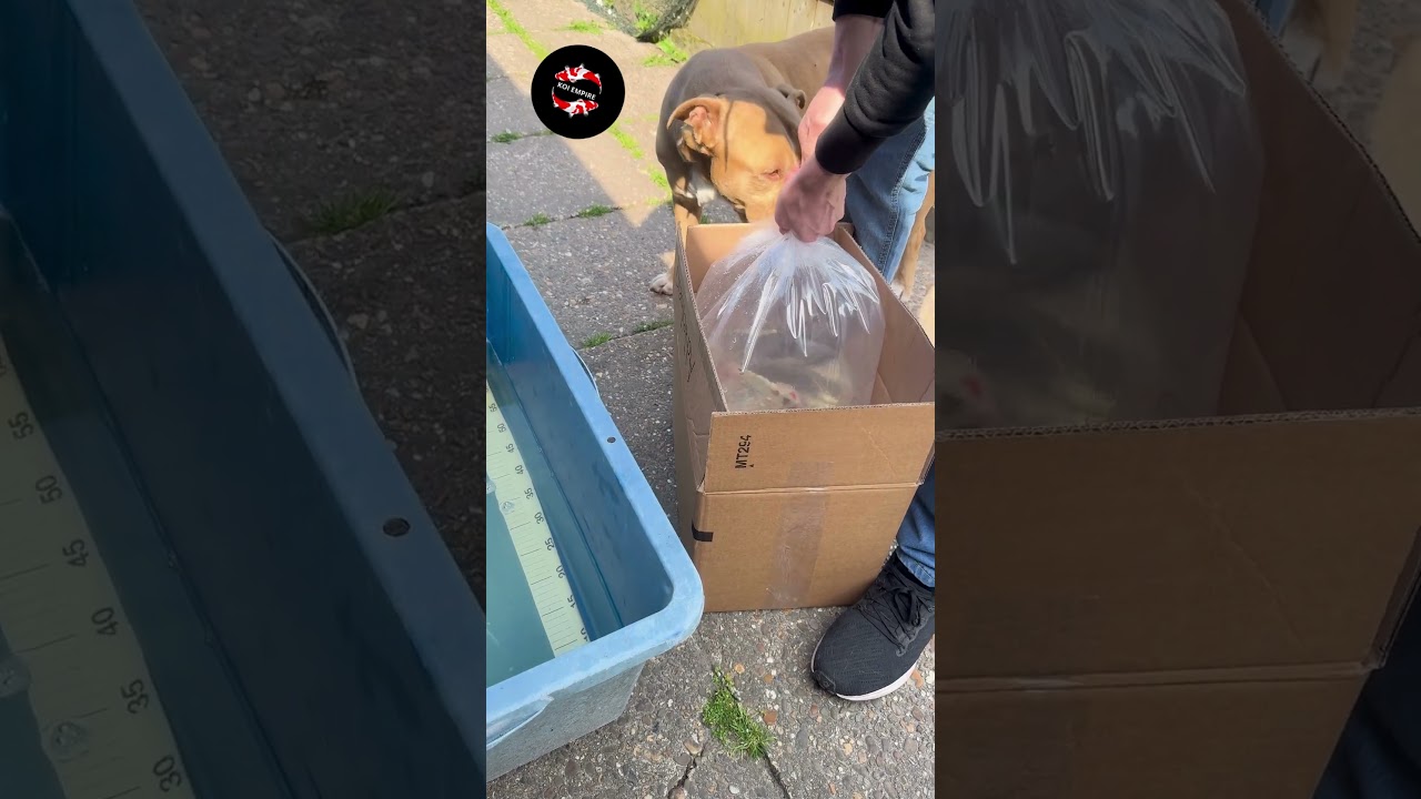 New Koi fish to our collection 💛🤍  #shorts