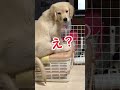 怒られても聞こえないふりする子犬 #ゴールデンレトリバー