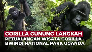 Petualangan Seru! Menyusuri Habitat Asli Gorilla di Bwindi National Park | OneNews Update