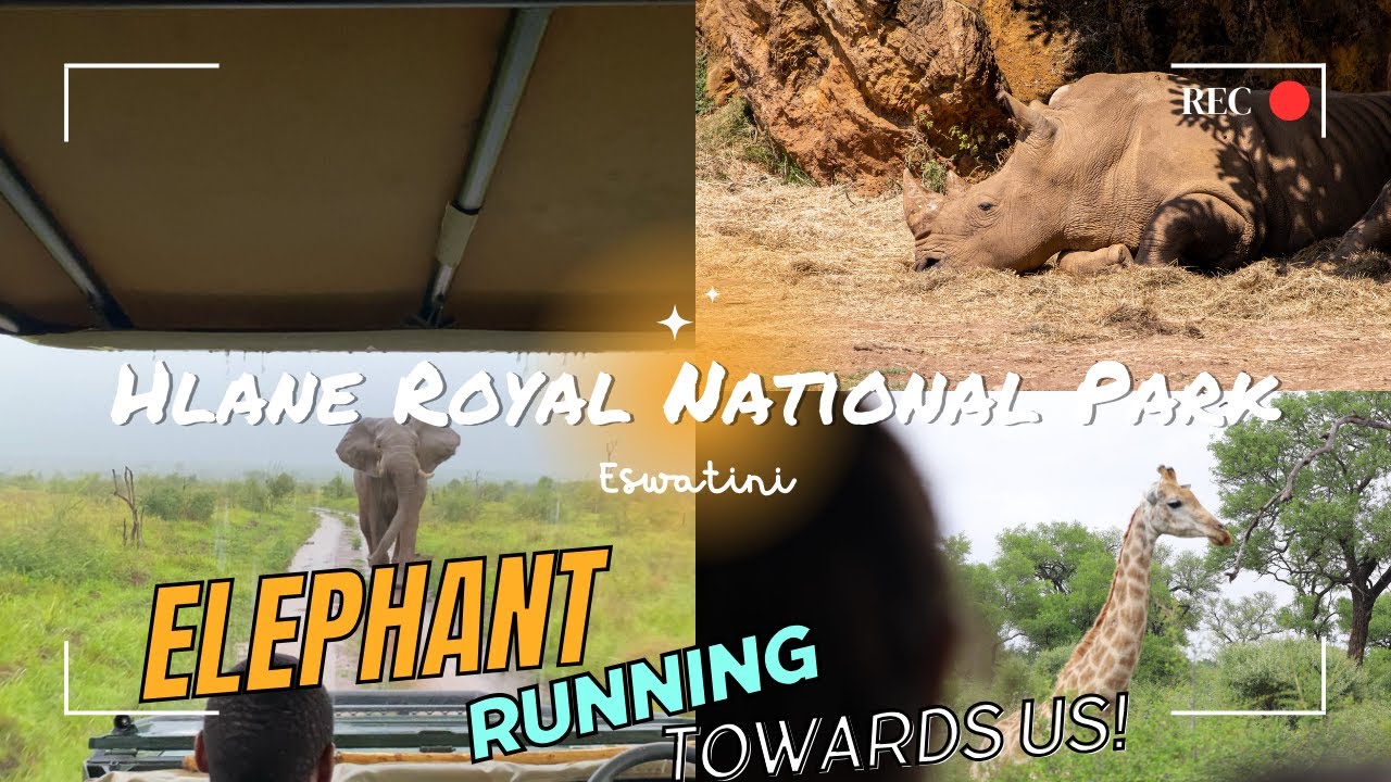 Hlane Royal Nationalpark I Game Drive I Rhinos 🦏 , Lion 🦁 , Elephant 🐘 , Giraffe 🦒 I Eswatini SAFARI